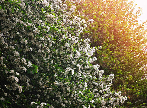 Dramatic spring blossom on threes illuminated by day light