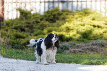 Fototapeta premium Walking Cavalier King Charles Spaniel - small dog breed of the spaniel type