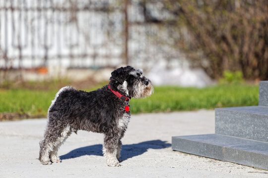 Miniature Schnauzer Dog with a Red Collar Standing in Front of a House Porch in a Backyard. Shallow Focus and Blurred Background.