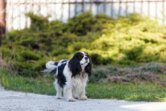 Walking Cavalier King Charles Spaniel - small dog breed of the spaniel type