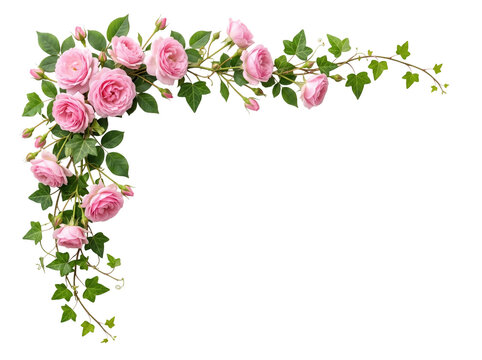 Corner floral decoration with pink roses and green ivy leaves on white background design element climbing plant clipping path cut out floral border flower cluster botanical illustration