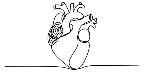 Continuous one line drawing of a human heart organ isolated on white background, Vector © Purnima