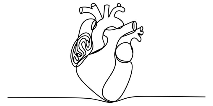 Continuous one line drawing of a human heart organ isolated on white background, Vector