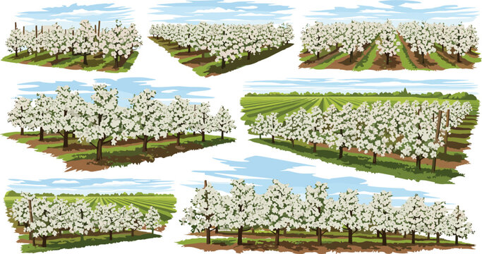 Hand drawn vector set of blossoming apple orchard landscapes with white spring flowers under a blue sky.