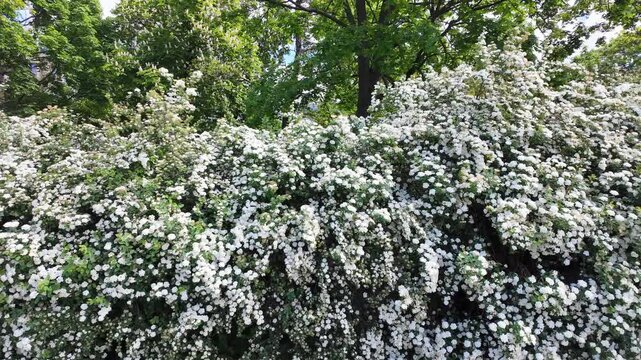 Close-up of a lush blooming Vanhoutte spiraea shrub covered in numerous small white flowers forming a natural wall of greenery against a background of green trees and leaves in a sunny garden.