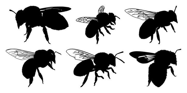 Honeybee set with a single black silhouette featuring an insect, a honey bee, and a bumblebee with a stinger and wings