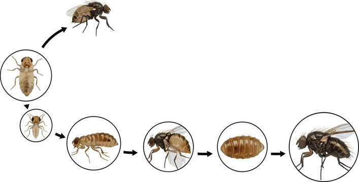 Scientific vector illustration of Drosophila melanogaster life cycle stages showing development from eggs to the adult fly.