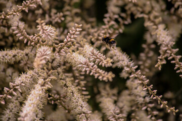 Bumblebee in Flight © Mondo
