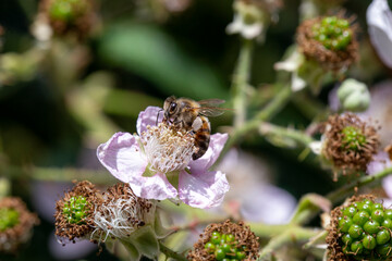 Honey Bee © Mondo