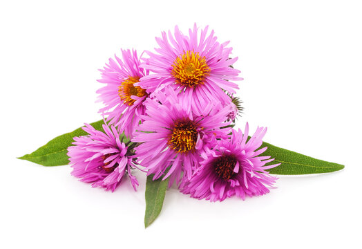 Pink perennial aster flowers on white background.