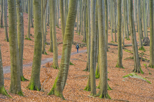 Buchenwald, hohe B&auml;ume, Wanderer, Nationalpark Jasmund, Insel R&uuml;gen, Mecklenburg-Vorpommern, Deutschland