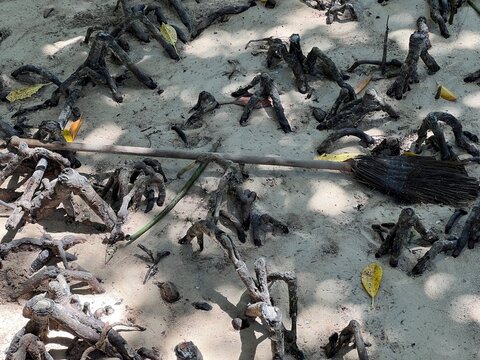 Mangrove roots. Trees that filter salt through their roots or remove it through their leaves live in saltwater