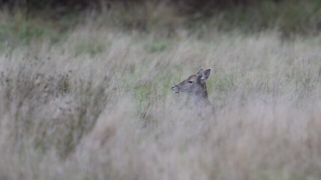 A fallow deer lies ruminating in the tall grass on a forest meadow,  rutting season, autumn, (dama dama), muensterland, germany