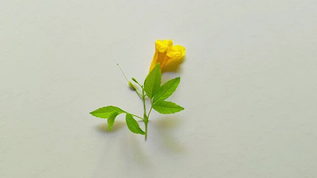 Yellow chacte flower Tecoma stans from Guatemala isolated on white background medicinal plant concept