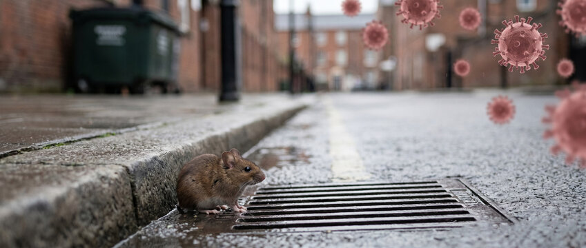 Rodent Beside Urban Drainage Grate with Virus Particles, Public Health News Image
