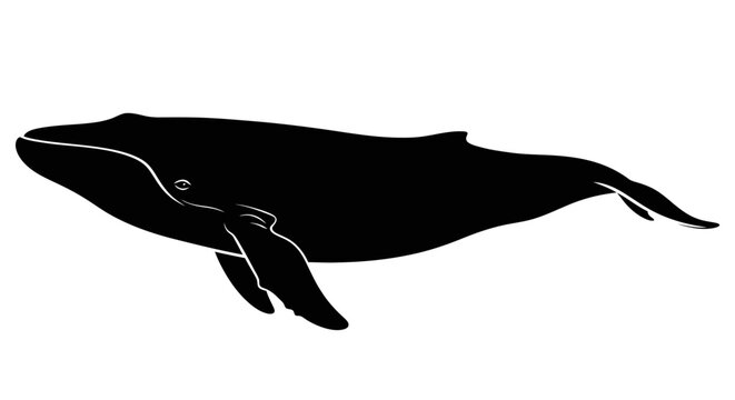 Black whale silhouette, vector whale icon, marine animal illustration, ocean creature design