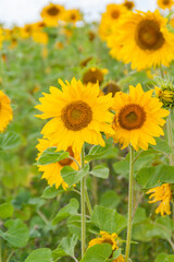 Fototapeta premium Blooming Sunflowers in Summer Field