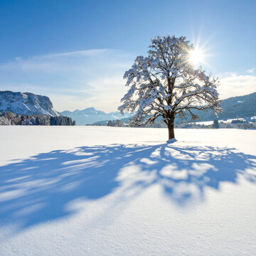 Snow-covered tree casting long shadow on a sunny winter day