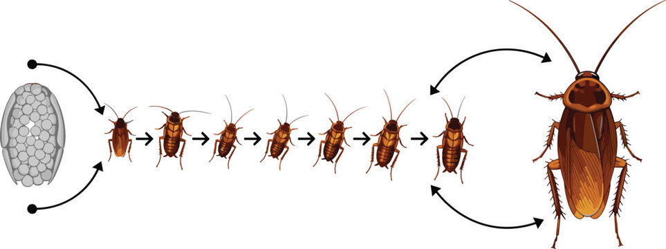 Cockroach life cycle infographic showing growth stages from egg case through nymph instars to adult insect vector.