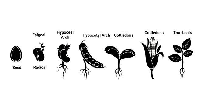 Plant growth stages, seed to leaf development, botanical vector icons, black and white illustrations