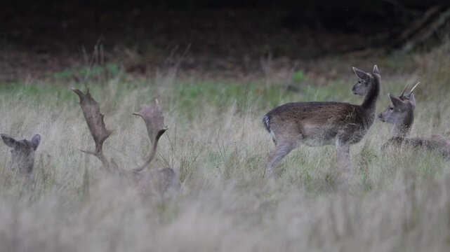 A herd of fallow deer is lying in a woodland meadow alongside a fallow stag, rutting time, autumn, (dama dama), muensterland, germany