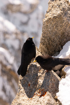 Vertical View of Two Alpine Choughs on Granite