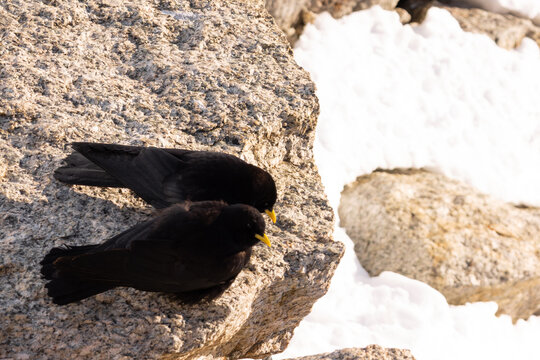 Pair of Alpine Choughs Resting on Granite Above Chamonix