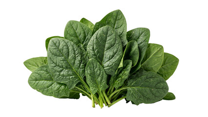 Fototapeta premium Fresh spinach leaves a vibrant bunch on transparent background