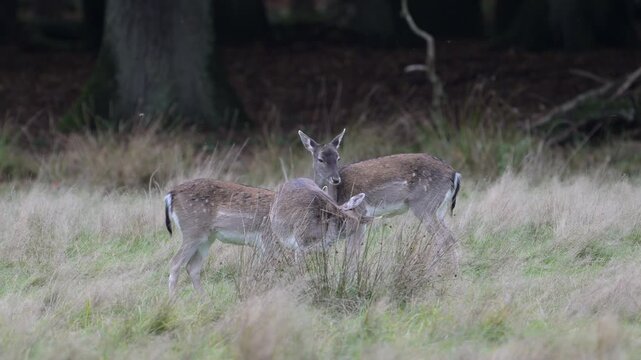 A group of fallow deer are grooming their coats in a forest meadow, autumn, (dama dama), muensterland, germany