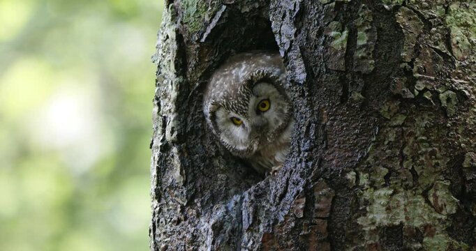 Mochuelo boreal asomado en una cavidad de abeto