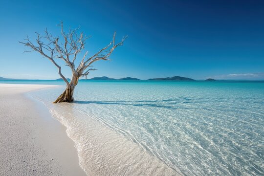 Solitary driftwood tree on pristine white sand at Whitehaven Beach, Whitsundays, Australia