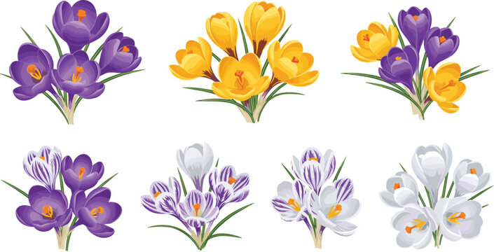 Colorful spring crocus flower bouquets set with purple yellow and white blossoms isolated on white background vector.