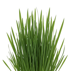 Fototapeta premium Lush green grass blades