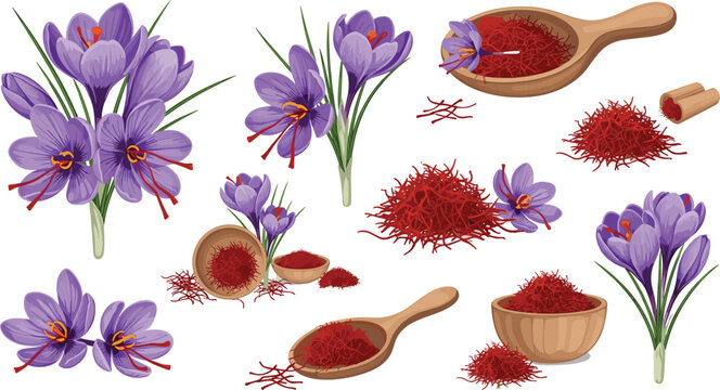 Saffron spice and crocus flowers set with red threads in wooden bowls and spoons isolated on white.