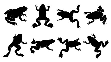 Fototapeta premium Black and white vector silhouette set of African Clawed Frog