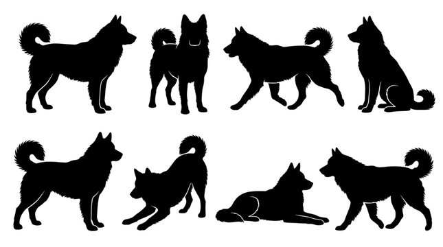 Back and white vector silhouette set of Aidi dog