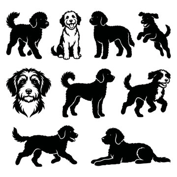 Black and white vector silhouette set of Aussiedoodle.
