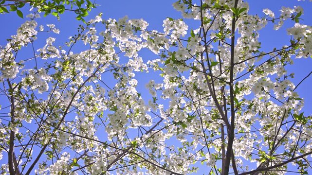 White cherry blossoms bloom against clear blue sky