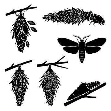 Black and white vector silhouette set of Bagworm Moth
