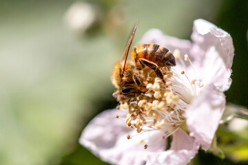 Honey Bee © Mondo