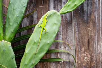 Bright Green Anole Lizard Resting on Cactus Plant Against Rustic Wooden Fence Background, Capturing Tropical Reptile Wildlife and Natural Camouflage in Outdoor Florida Garden Environment © Ana