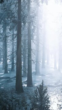 Trees stand tall in a snowy forest with soft light filtering through the branches. Frost covers the ground as the sun begins to rise, creating a serene atmosphere in the woods.