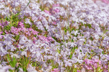 Obraz premium Purple and pink wildflowers bloom densely in soft sunlight. Delicate petals blend with green stems in natural field. Calm and peaceful mood evokes spring or early summer.