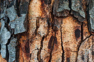 Fototapeta premium Natural wood bark pattern on old tree trunk surface