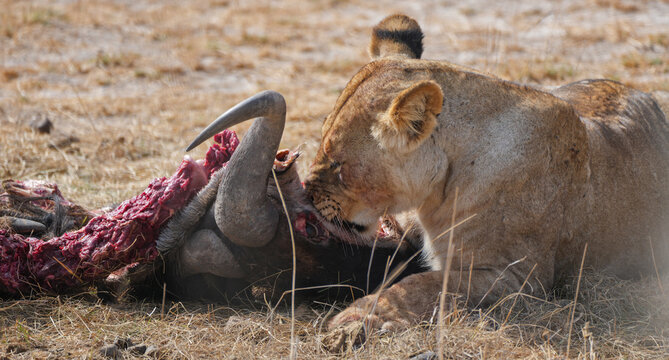 Lion picking the bones of a wildebeest