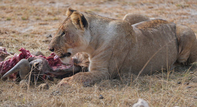 Lioness eating a wildebeest