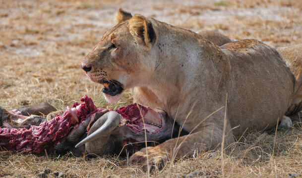 lioness with a kill