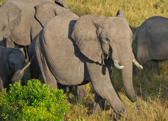 Elephant family © Annmarie