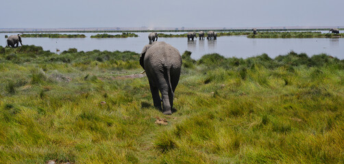 Obraz premium Bull elephant heading to the lake to join the others