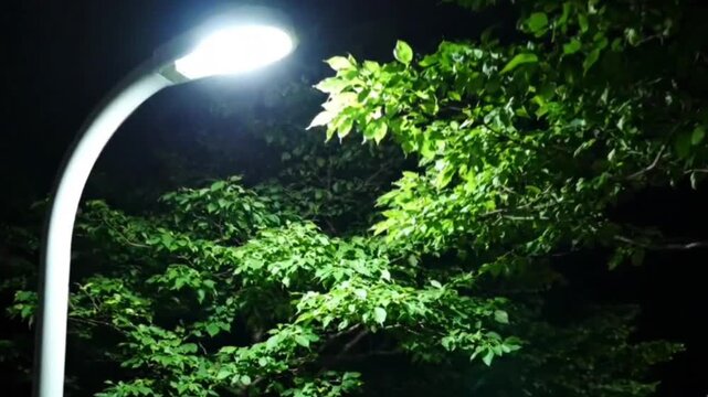 Streetlight illuminates lush green tree leaves at night, gentle breeze causes subtle movement, dark background, peaceful ambiance, tranquil nature scene, urban park setting.